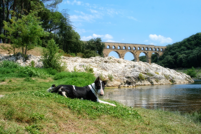 plant, vertebrate, one animal, bridge, arch bridge, animal, architecture, domestic, water, pets, outdoors, 4K, gard, connection, bull terrier, provence