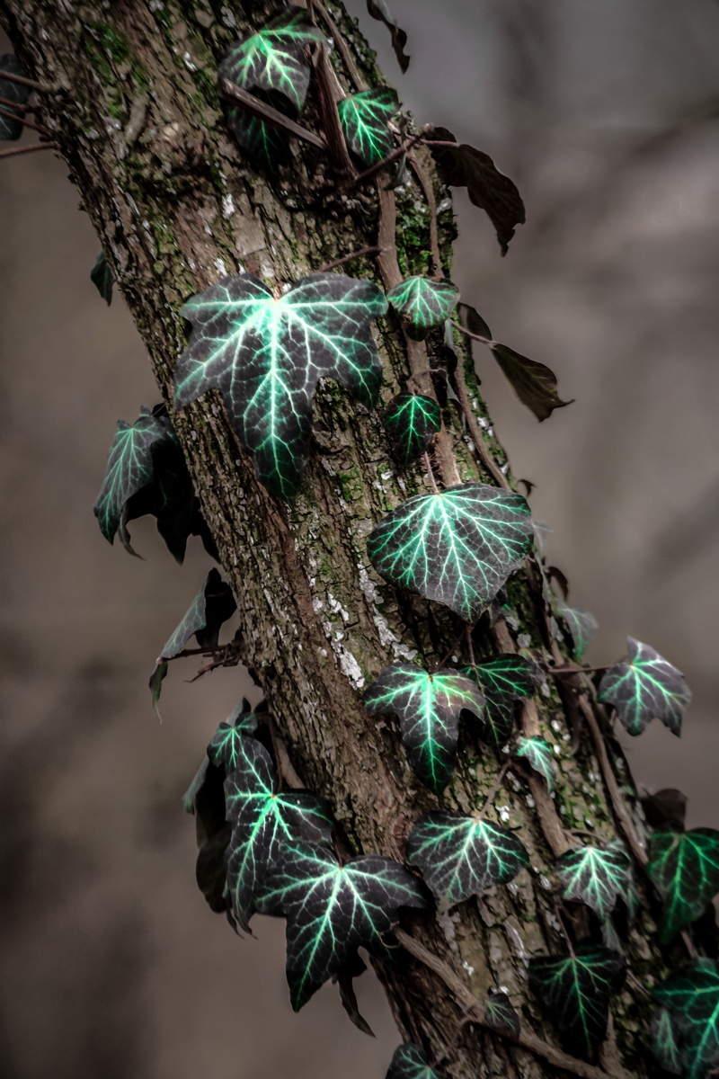 pattern, moody, ivies, plant part, 4K, colorful, bird, focus on foreground, decoration, leaf, dry, evergreen, day, plants, green color, close-up, dark