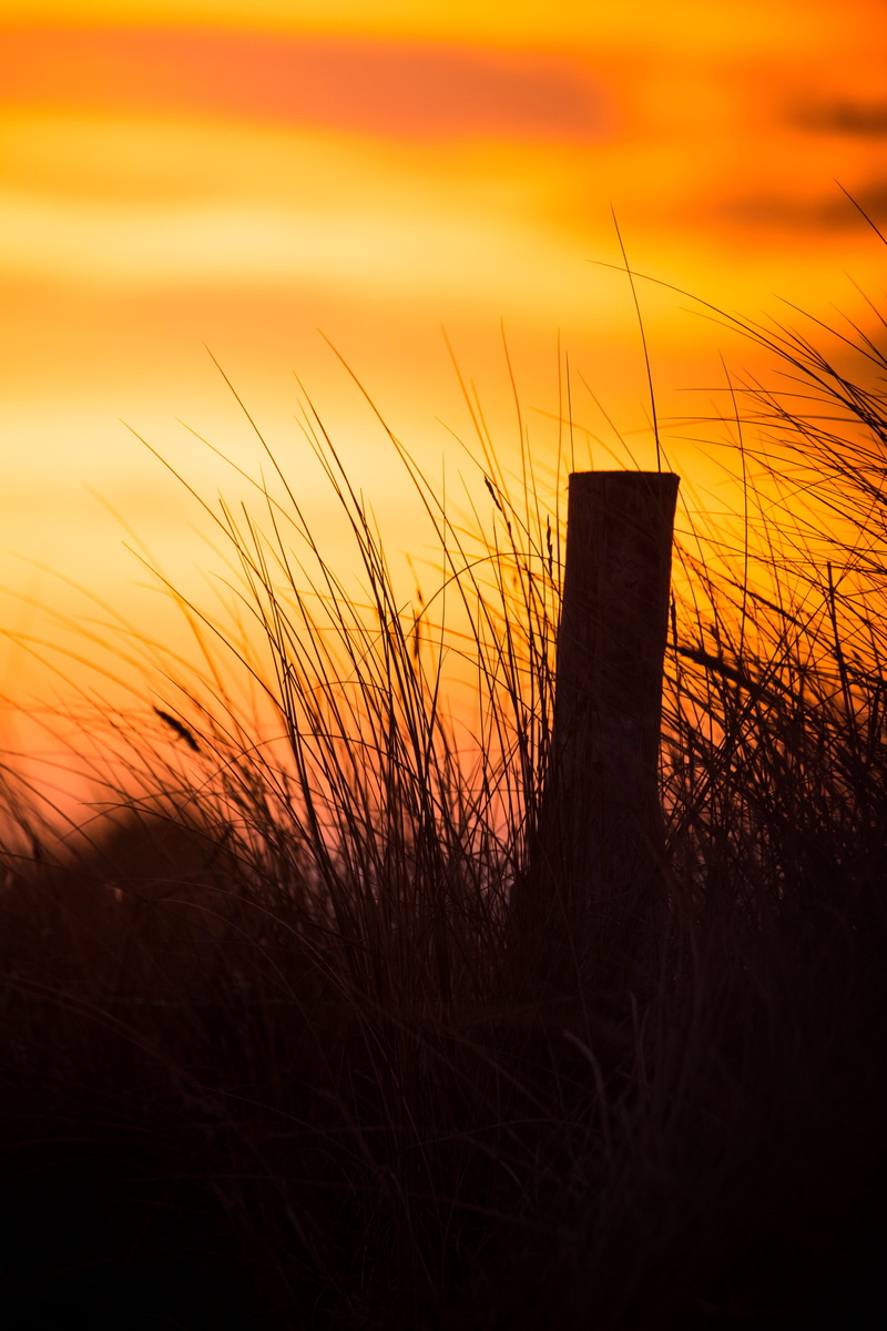 red sky, beauty in nature, nature, golden, tranquil scene, sunrise, rural scene, sky, hour, sunset, land, orange color, flora, landscape, field, grasses