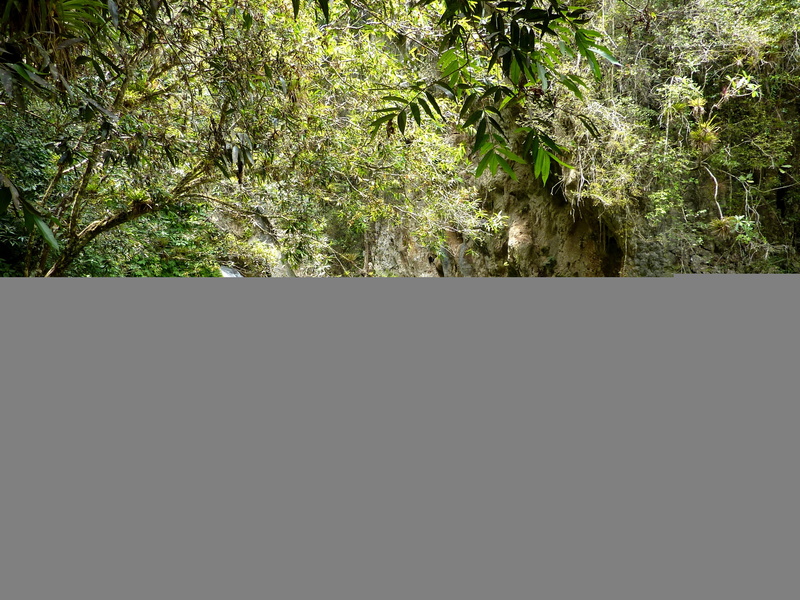 cuba, plant part, land, non-urban scene, no people, scenics - nature, green color, green, day, beauty in nature, nature, copy space, tree, foliage, outdoors
