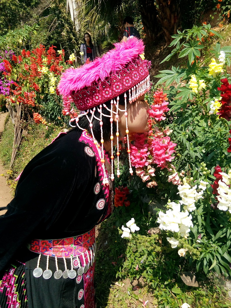 outdoors, growth, hat, Doi, real people, one person, pink color, human, clothing, day, adult, adults only, doi pui, flower, lifestyles, leisure activity