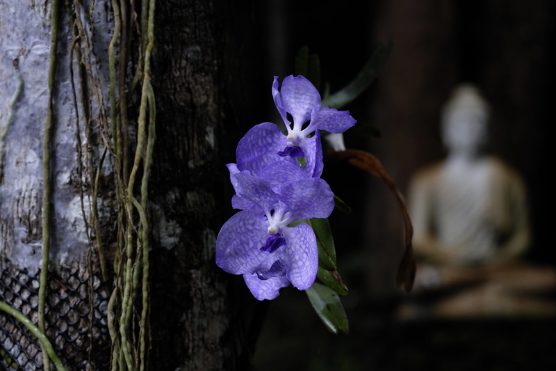 doi suthep mountain, thailand, flower head, growth, inflorescence, focus on foreground, tree trunk, nature, freshness, day, buddhism, plant, no people