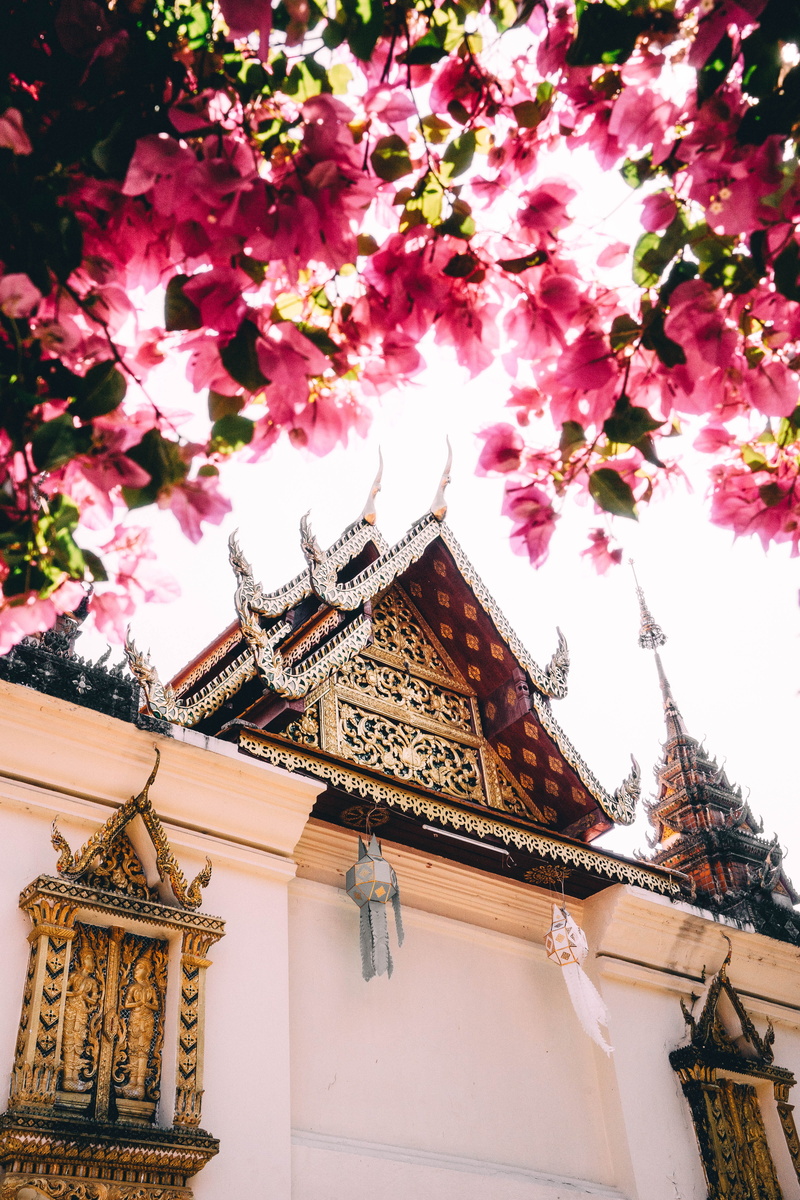 nature, plant, framing, no people, tree, asia, roof, holy, religion, doi suthep, religious, flower, belief, architecture, buddhist, chiang mai, pink color