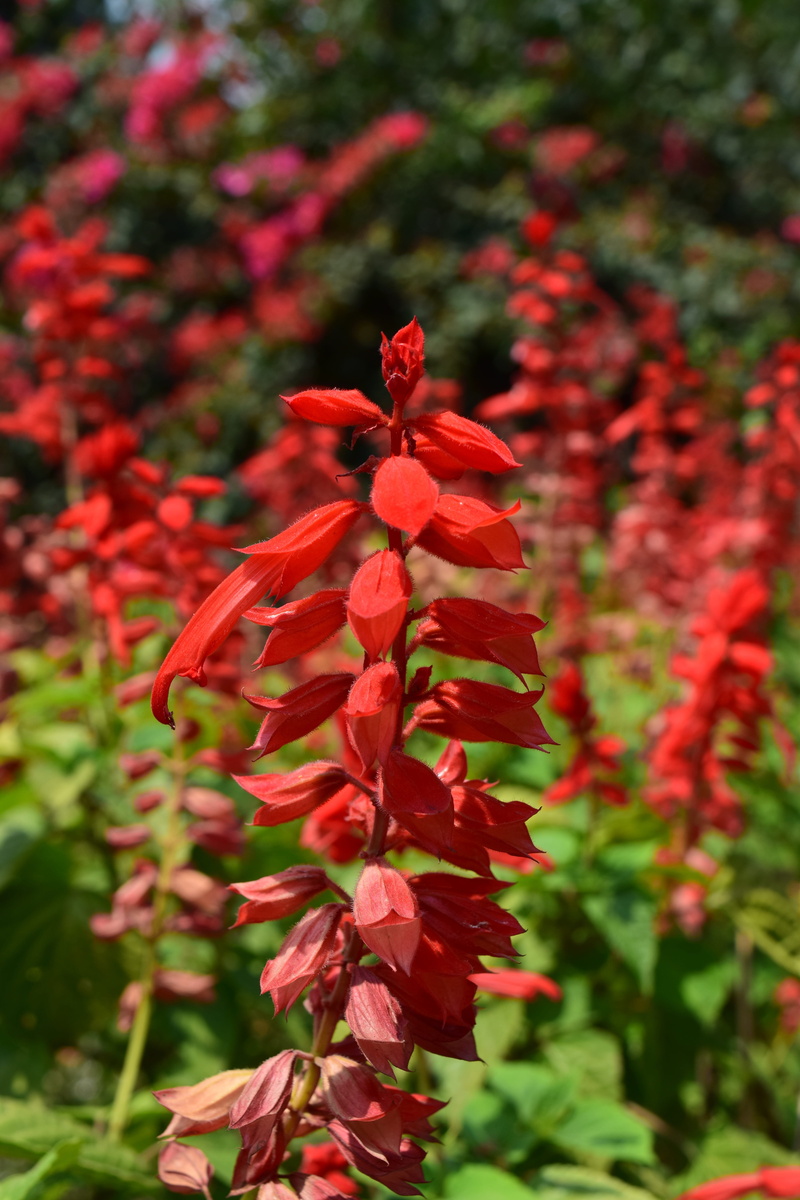 salvia red, day, salvia, close-up, flower, red, plant, petal, beauty in nature, flowers, 5K, growth, natural condition, thailand, outdoors, flower head