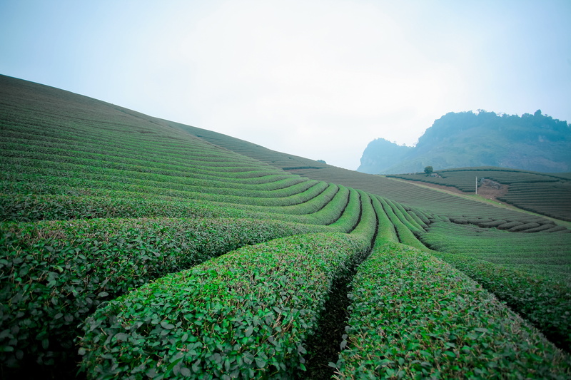 growth, moc chau tea doi, no people, rural scene, food and drink, moc chau tea hills, moc chau hill, moc chau son la, plantation, tea crop, daytime, beauty in nature