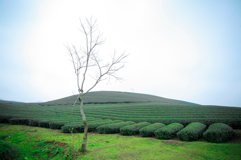 beauty in nature, growth, no people, tree, moc chau hill, outdoors, environment, landscape, moc chau tea doi, bare tree, nature, moc chau - son la, 4K