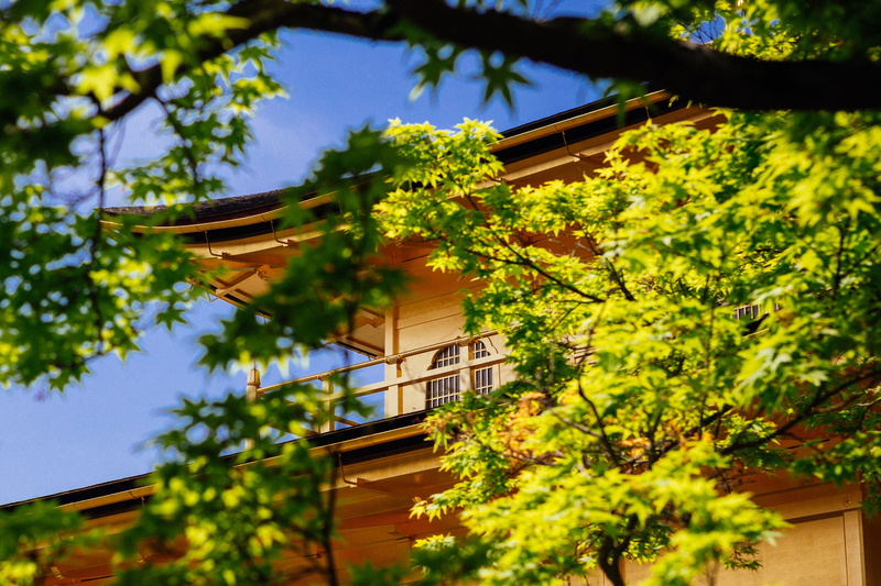 architecture, sacred, sunlight, day, low angle view, plant, 4K, building, roof, tree, kyōto-shi, house, growth, kyoto, leaf, residential district, plant part