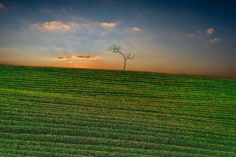 2K, environment, plantation, scenics, green color, moc chau tea doi, tranquil scene, cloud - sky, outdoors, growth, agriculture, crop, sky, land, beauty in nature