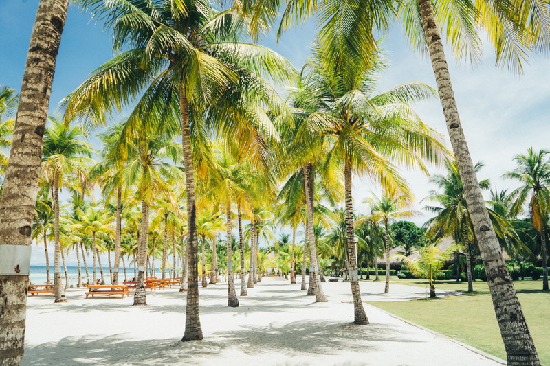 tropical climate, coconuts, land, water, tree, bench, growth, tree trunk, sand, tranquility, travel destinations, beach, daytime, tropical tree, palm, day
