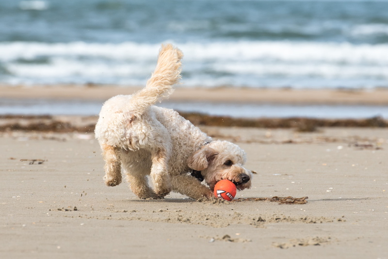 sea beach, ball, by the sea, animal, land, summer, coast, dog, holiday, sand, beach sea, mouth open, one animal, dog beach, sky, playing, running, domestic