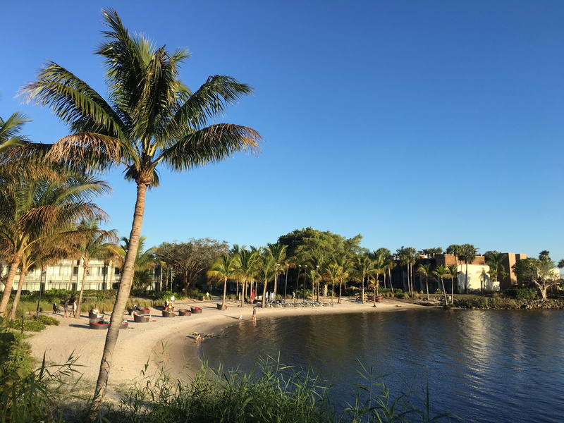 4K, river, tropical climate, paradise, land, no people, coconut palm tree, coconut, sandpiper bay, idyllic, tropical tree, outdoor, nature, tree, tranquility