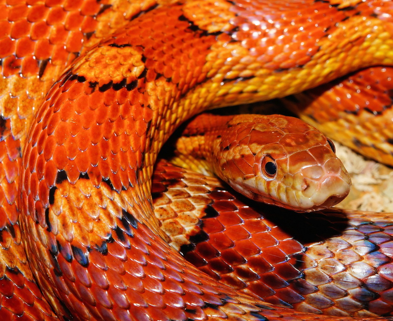 yellow, 2K, animal eye, wildlife, snake, day, poisonous, animals in captivity, animal, reptile, animal body part, focus on foreground, one animal, animal wildlife