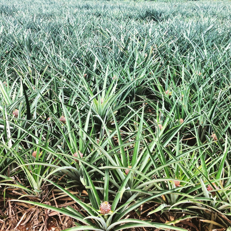 tranquility, jungle, agriculture, pura vida, green, close-up, backgrounds, costa rica, outdoors, nature, no people, pineapple, plant part, 1080P, plant