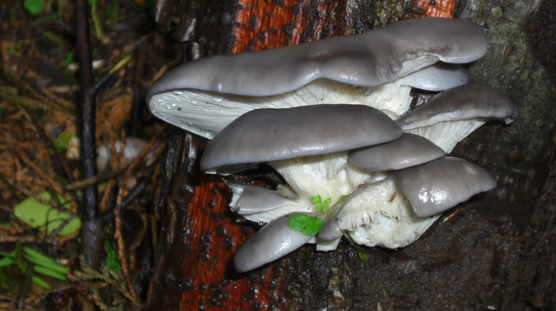 vegetable, vertebrate, 4K, raw food, animal, edible, high angle view, funghi, mushroom, food, group of animals, oyster mushroom, fish, seafood, animal wildlife