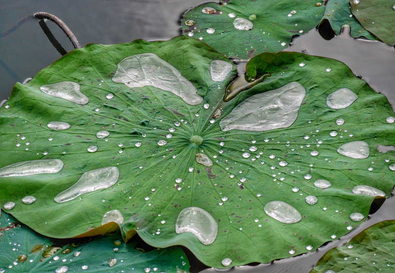drop, plant, lake, floating on water, raindrop, 4K, growth, vietnam, flower, waterlily, rainy season, green color, outdoors, wet, water lily, beauty in nature