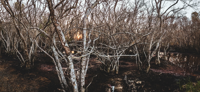 bare tree, tree trunk, discover, non-urban scene, natural, plant, mangrove, no people, cold temperature, 5K, hue, trees, water, branch, travel, plants
