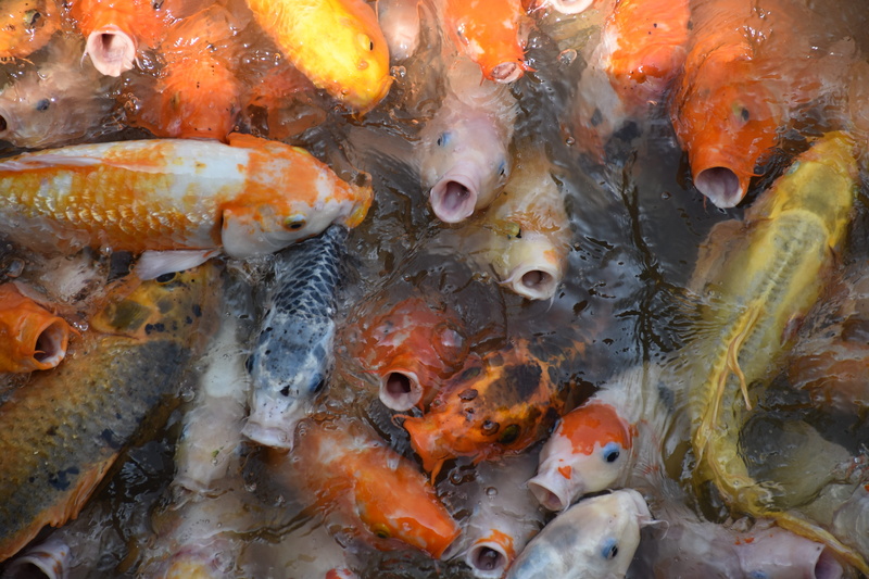water, marine, lake, no people, animals in the wild, animal, school of fish, animal wildlife, large group of animals, high angle view, animal themes, food