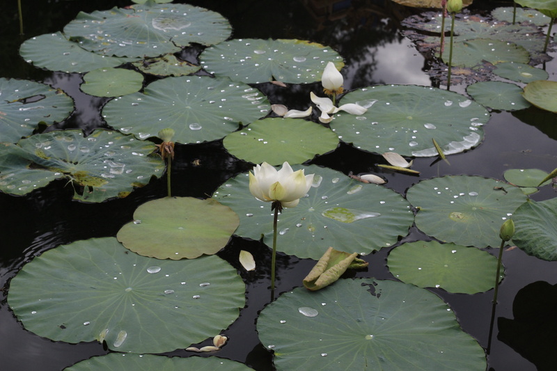 Watering, leaf, flowering plant, floating, floating on water, flower, outdoors, plant, hue, Vietnam, vulnerability, Hue, vietnam, pond, Plants, reflection