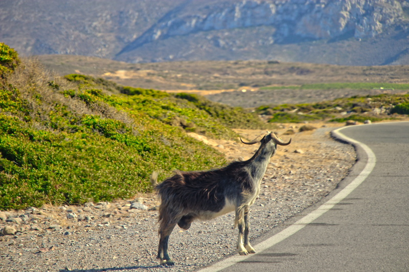 incredible, herbivorous, mountains, lovely, animal wildlife, standing, peaceful, scenics - nature, panorama, landscape, transportation, travel, nature