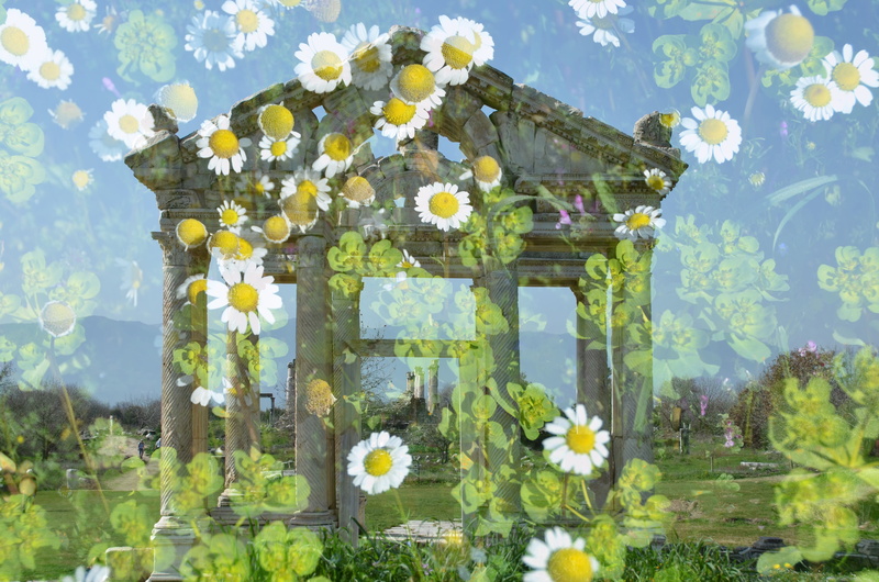 aphrodisias, flower, temple, growth, tree, sunlight, building exterior, multiple exposure, daisies, built structure, aydin, antiquity, nature, 4K, architecture