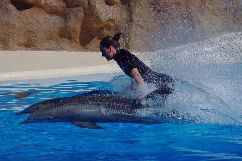 Dolphin, body, pleasure, men, motion, delphi rode, water fun, Marine Mammals, lifestyles, fast, show, outdoors, swim, sea, fish, black, demonstration, swimming