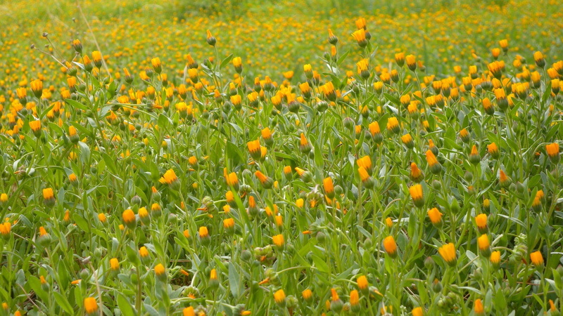1080P, delphi, flowers