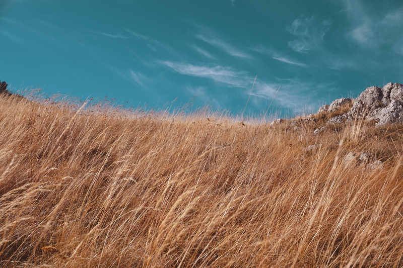 land, brown, beauty in nature, dry, growth, tranquil scene, motion, nature, plant, grass, background, 5K, day, scenics - nature, environment, sky, tranquility