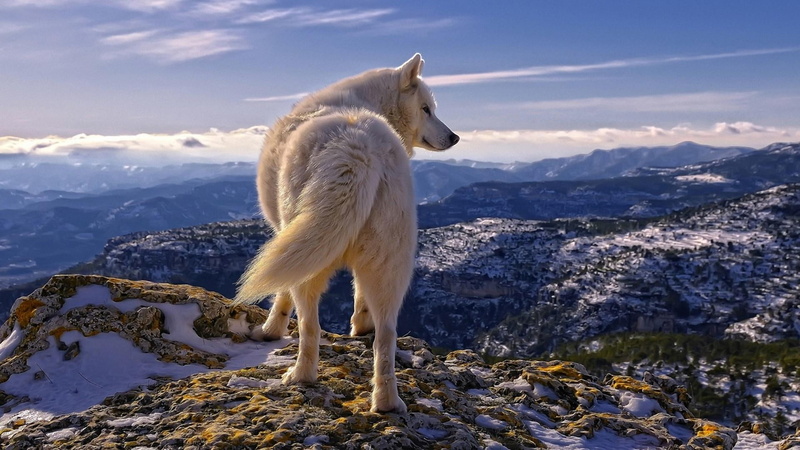 sky, wildlife, landscape, wolf, peak, white wolf, wild animal, hill, 1080P