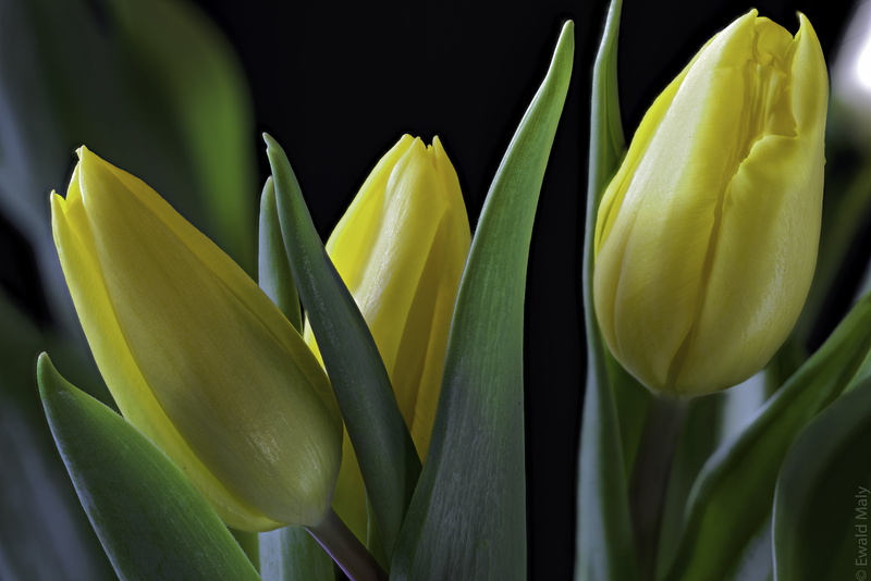 ngc, freshness, tilt shift photography, flowers, nature, plant, leaf, close-up, photography, flower, tilt, Tulips, yellow, green Color, tulip, 5K, springtime