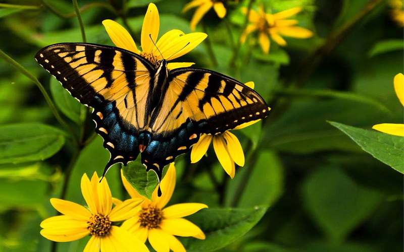 large, family, swallowtail, species, 1080P, butterflies, colorful, papilionidae