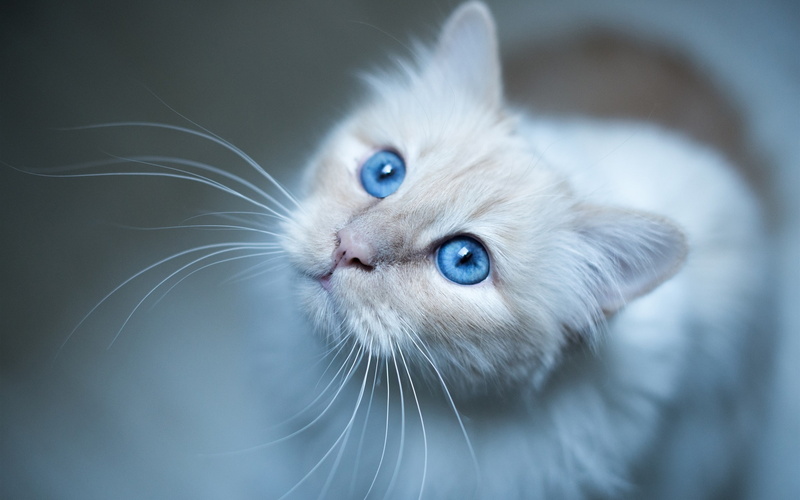 White, Eyes, Cat, 2K, Blue, Kitten, Burmese