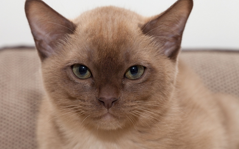 fur, brown, burmese, black, 2K, white, british burmese cat, short, cat, small, british, cute