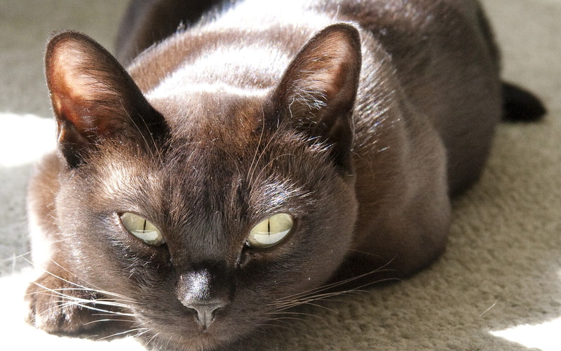 cat, sleepy, burmese, cute, 1080P