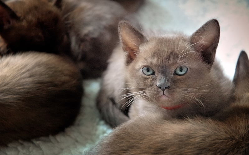 2K, burmese, cute, small, british burmese cat, british, kitten