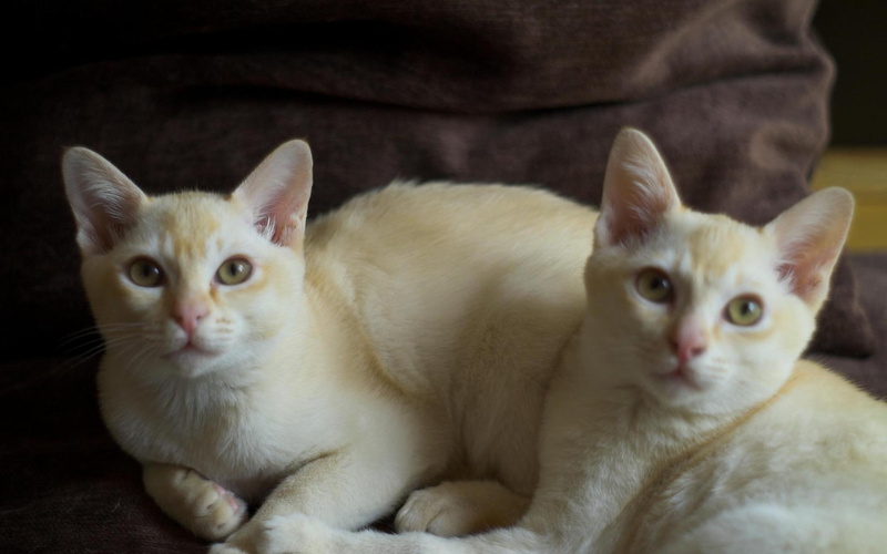 burmese, twins, cute, cats, 1080P, crem burmese, crem