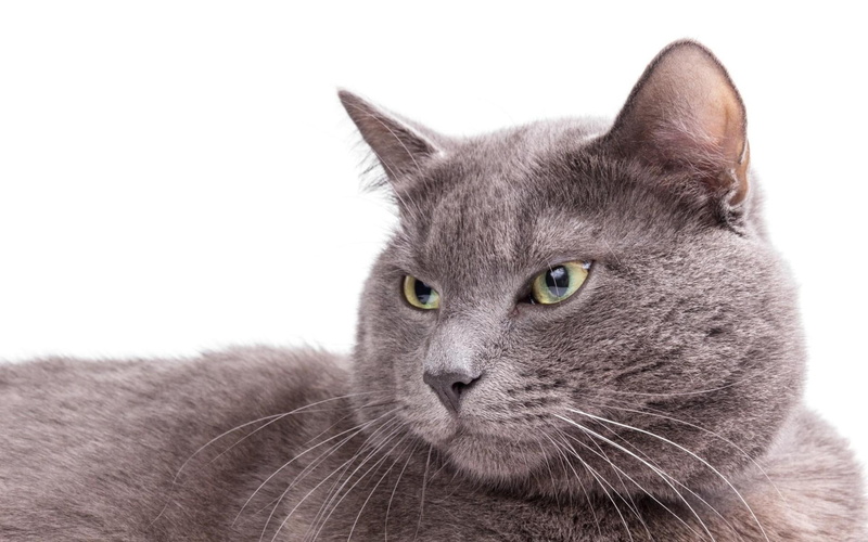 amazing, burmese cat, close, 1080P, beautiful, burmese, cat