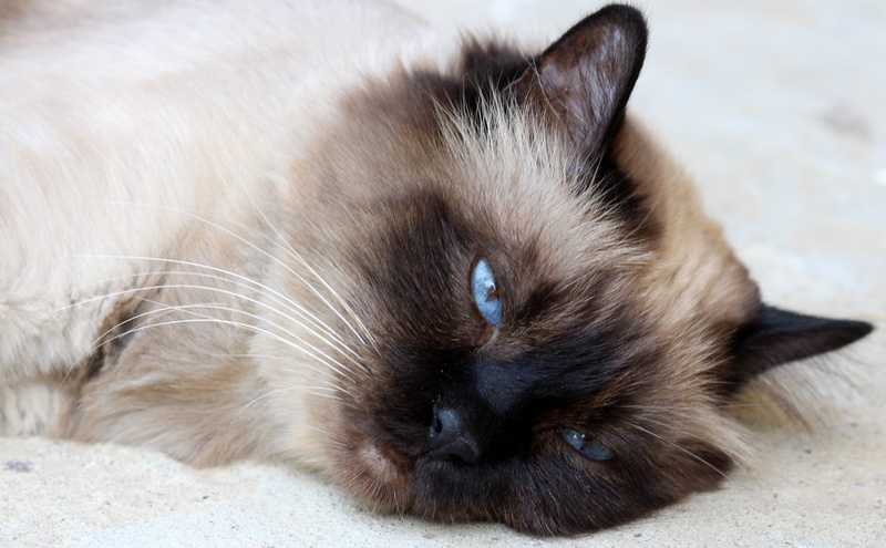 resting, tired, animal body part, pets, 4K, whisker, cat, one animal, vertebrate, animal themes, close-up, feline, animal, lazy, focus on foreground, siamese