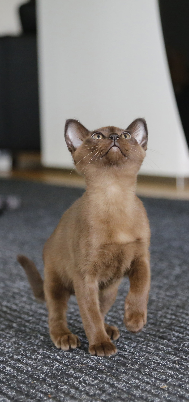 2K, kitten, pet, full length, focus on foreground, focus, indoors, looking, whisker, brown, cute, feline, photography, sitting, young animal, domestic
