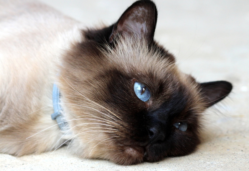 looking, close-up, cat, lazy, 4K, siamese Cat, one animal, domestic Cat, burmese, no people, animal themes, whisker, lying down, relaxation, eye, cute
