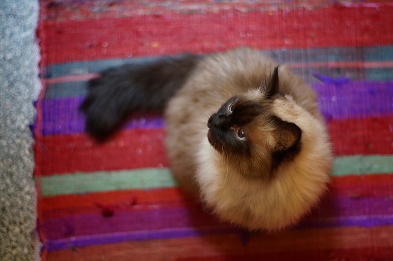 animals, 1080P, cat, Burmese