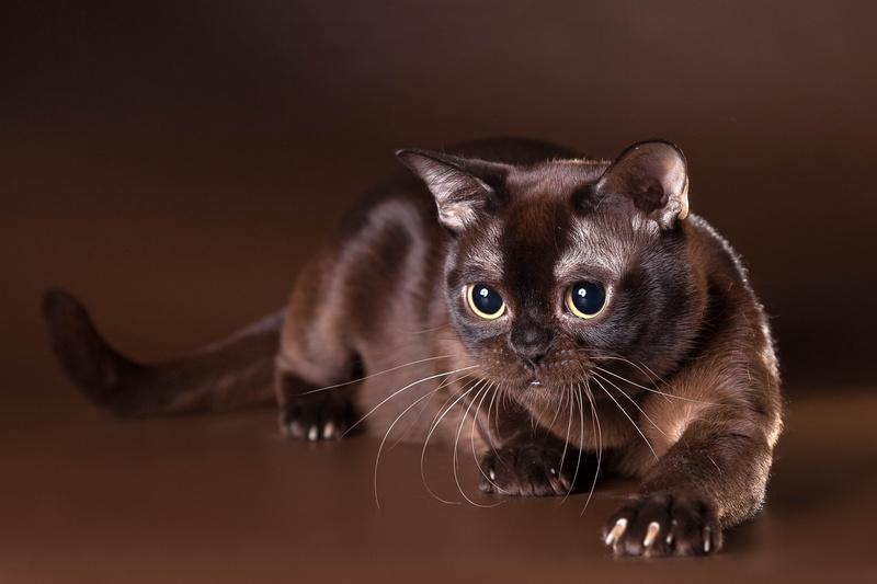 one Animal, kitten, looking at camera, domestic Cat, look, pets, brown, indoors, feline, domestic Animals, fur, colored background, paw, curiosity, young Animal