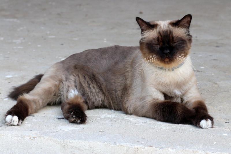 surface, cat, domestic cat, animal themes, whisker, burmese, domestic, 5K, looking at camera, siamese, domestic animals, lazy, lying down, vertebrate