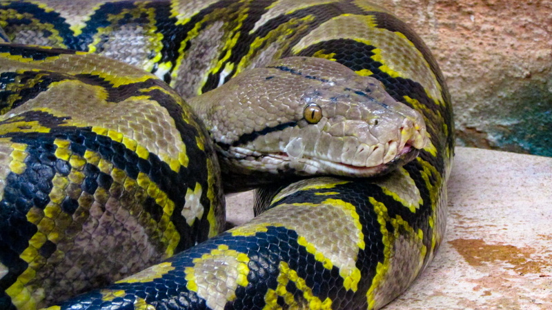 tn, animal, herpetarium, no people, memphis, animal head, burmese, python, sea, warning sign, burmese python, 2K, nature, memphis zoo, water, close-up