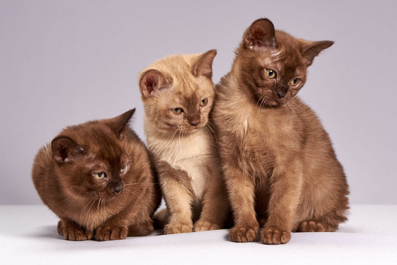whisker, cat, mammals, feline, young animal, animal themes, brown, domestic animals, coated, small, group of animals, domestic, cats, softness, domestic cat