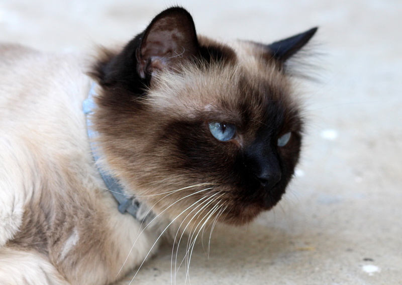 one animal, animal head, tired, eye, pets, animal body part, mammal, vertebrate, domestic Cat, animal, lazy, animal themes, domestic, relaxation, 4K, close-up