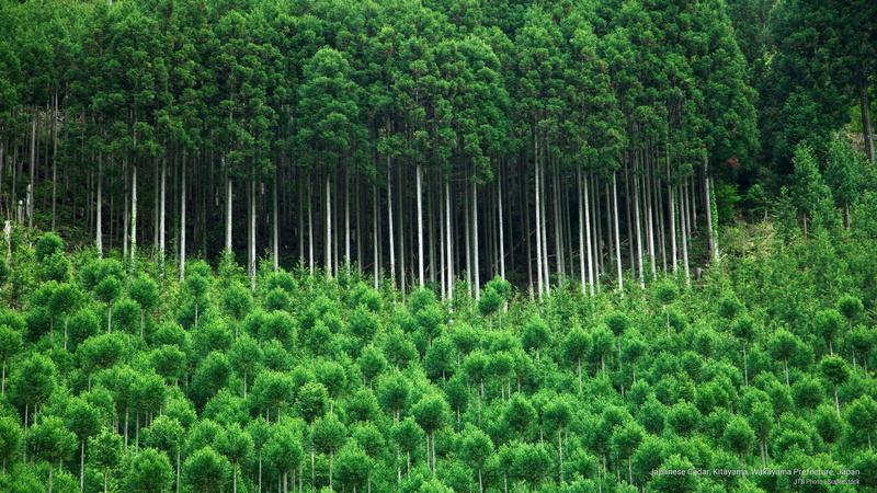 japanese, japan, cedar, kitayama, 2K, Nature, wakayama, prefecture