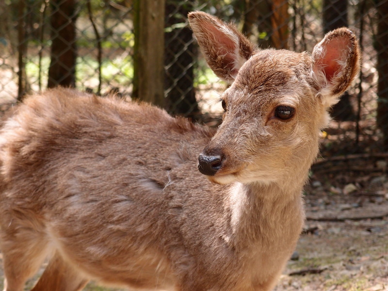 animals in the wild, deer, standing, day, animal wildlife, vertebrate, nature, close-up, mammal, 2K, outdoors, animal themes, one animal, herbivorous