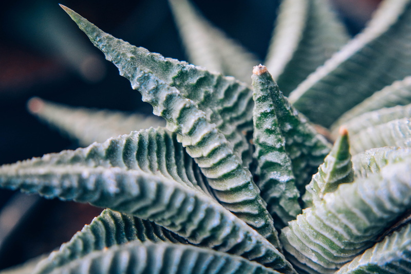 natural pattern, no people, close-up, tranquility, thorn, hyderabad, beauty in nature, botany, day, nature, green color, succulent plant, leaf, spiked