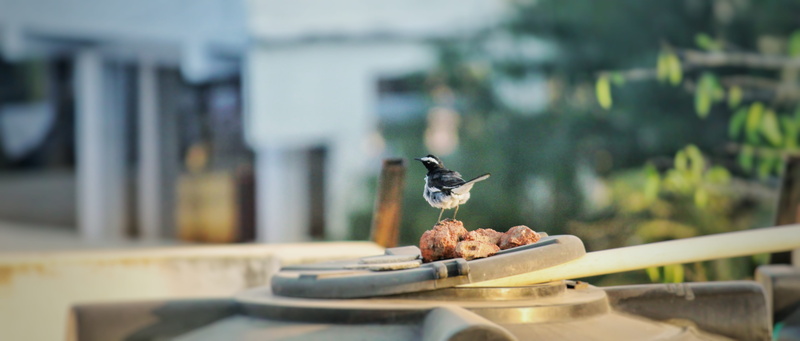 telangana, vertebrate, animal, one animal, nature, bird, animal themes, feeding, focus on foreground, 5K, hyderabad, animal wildlife, outdoors, perching