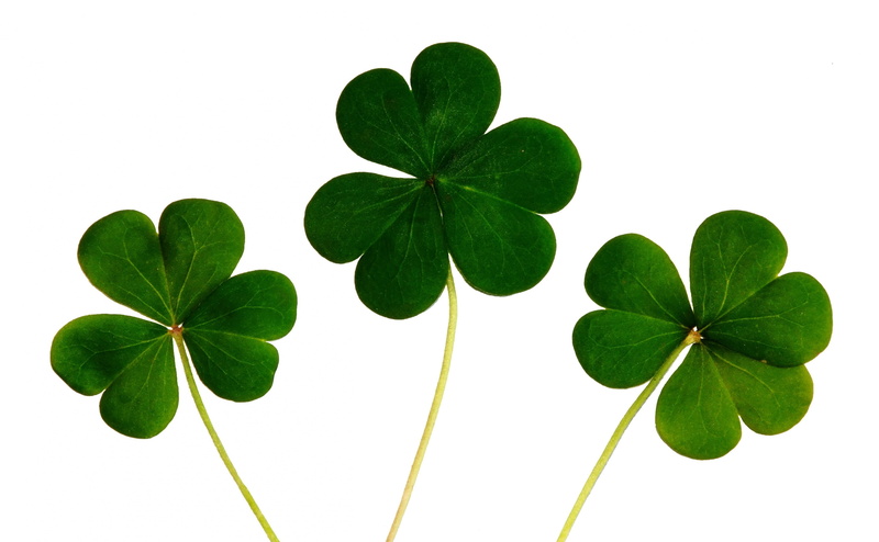 no people, Plant, good, Patrick, leaves, Luck, Season, Leaf, plant part, Saint Patricks Day, Tradition, 4K, Celebration, floral, food, fortune, Irish